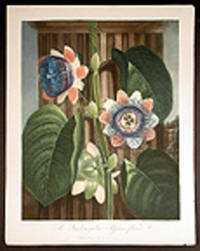 The Quadrangular Passion Flower