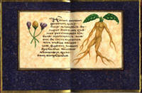 Mandragora Volume 2