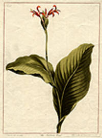 The Indian Reed [Pl. 35]