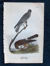 Plate 13 Marsh Hawk, from Report on the Birds of Pennsylvania (1890)
