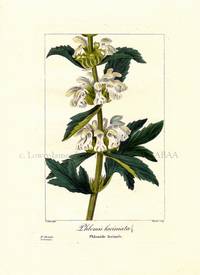 Phlomis laciniata Flore des Jardiniers, Amateurs et Manufacturiers d'apres les dessins de Bessa Phlomis laciniata Flore des Jardiniers, Amateurs et Manufacturiers d'apres les dessins de Bessa