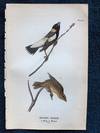 Plate 26 Reed Bird - Bobolink, from Report on the Birds of Pennsylvania (1890)