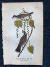 Plate 24 Tyrant Flycatcher or King Bird, from Report on the Birds of Pennsylvania (1890)