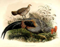 Gallus Sonneratii [Grey Junglefowl]