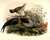 Gallus Sonneratii [Grey Junglefowl] by  Joseph (1820-1899) WOLF from Donald Heald Rare Books - Used Book