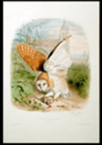 Barn Owl (Tyto alba) `24./ L'Effraie ou la Fressaie. (Buffon) 2/3 nature/ Strix Flammea (Gmelin)/ Europe'