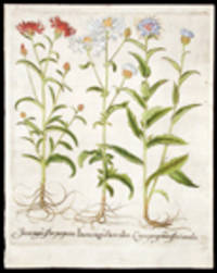Iacea nigra flore albo; Iacea nigra flore purpureo; Cnicus peregrinus flore coeruleo [Wild centaureas]
