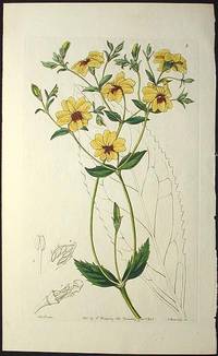 Broad-Leaved Euthales/Euthales Macrophylla [Hand-colored Copperplate Engraving from Sydenham Edwards' The Botanical Register 1841]