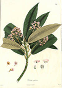 Saurauja naplensis [Pl. 178]
