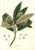 Saurauja naplensis [Pl. 178] by  Nathaniel (1786-1854) WALLICH from Donald Heald Rare Books - Used Book