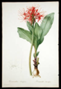 Haemanthus Multiflorus / Hemanthe Multiflore [Many-flowered Blood-Umbel] [Pl. 204]