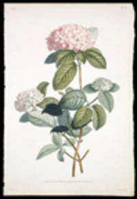 Rameau d'Hortensia [Pl. 18]