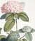 Rameau d'Hortensia [Pl. 18] by  Jean Louis (active circa 1760-circa 1810) PREVOST from Donald Heald Rare Books - Used Book