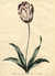 Tulipa (Gesneriana) flore erecto foliis ovato-lanceolatis [Garden Tulip with erect pointed leaves] [Pl. 18] by  John (1742-1815) EDWARDS from Donald Heald Rare Books - Used Book