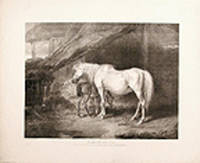Primrose and foal