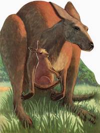 KANKIE KANGAROO...WHO COULDN'T HOP