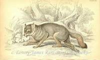 The Naturalist's Library- Dogs Grey Fox The Naturalist's Library- Dogs Grey Fox