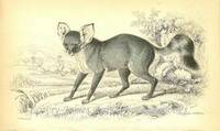 The Naturalist's Library- Dogs Lalands Zerda (Fox) The Naturalist's Library- Dogs Lalands Zerda (Fox)