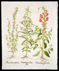 Antirrhinum_flore_albo_[White_snapdragon]_Antirrhinum_flore_rubro_[Red_snapdragon]_Antirrhinum_Sylvestre_[Deathshead]