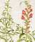 Antirrhinum Flore Albo [White Snapdragon]; Antirrhinum Flore Rubro [Red Snapdragon]; Antirrhinum Sylvestre [Death's-head] By  Basil (1561-1629) BESLER - Used Books - from Donald Heald Rare Books and Biblio.com