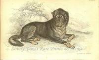 The Naturalist's Library- Dogs  Mastiff of Thibit