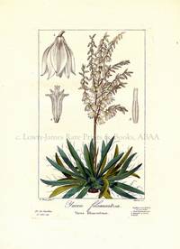 Yucca filamentosa Flore des Jardiniers, Amateurs et Manufacturiers d'apres les dessins de Bessa Yucca filamentosa Flore des Jardiniers, Amateurs et Manufacturiers d'apres les dessins de Bessa