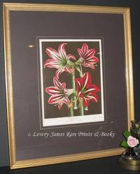 Flore des Serres et des Jardins de l'Europe  Amaryllis Divers  (Hippeastra) (509)