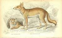 The Naturalist's Library- Dogs The Syrian Fox & The Egyptian Fox The Naturalist's Library- Dogs The Syrian Fox & The Egyptian Fox