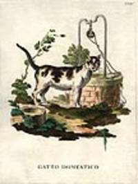 Gatto Domestico [Household Cat] [Pl. XXXV]