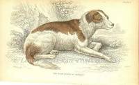 The Naturalist's Library- Dogs  The Boar Hound of Germany