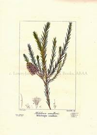 Melaleuca armillaris. Flore des Jardiniers, Amateurs et Manufacturiers d'apres les dessins de Bessa Melaleuca armillaris. Flore des Jardiniers, Amateurs et Manufacturiers d'apres les dessins de Bessa