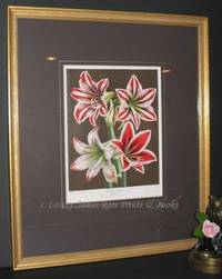 Flore des Serres et des Jardins de l'Europe  Amaryllis Divers  (Hippeastra) (510)
