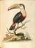 A Natural History of Uncommon Birds, and of Some Other Rare and Undescribed Animals by  George (1694-1773) EDWARDS from Donald Heald Rare Books - Used Book - Hardcover - First Edition