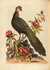 A Natural History of Uncommon Birds, and of Some Other Rare and Undescribed Animals by  George (1694-1773) EDWARDS from Donald Heald Rare Books - Used Book - Hardcover - First Edition