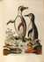 A Natural History of Uncommon Birds, and of Some Other Rare and Undescribed Animals by  George (1694-1773) EDWARDS from Donald Heald Rare Books - Used Book - Hardcover - First Edition