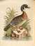 A Natural History of Uncommon Birds, and of Some Other Rare and Undescribed Animals by  George (1694-1773) EDWARDS from Donald Heald Rare Books - Used Book - Hardcover - First Edition