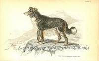 The Naturalist's Library- Dogs  The Shepherds or Sheep Dog