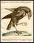 Falco Castagnolo con il becco grande Aquilino [Chestnut-coloured falcon with large beak] [Pl.  32] by  Lorenzo LORENZI & Violante VANNI  Saverio (1723-1784) from Donald Heald Rare Books - Used Book