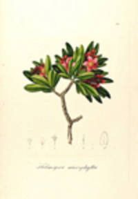 Kielmeyera microphylla [Pl. 132]