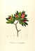 Kielmeyera microphylla [Pl. 132] by  Johann Baptist Emanuel (1782-1834) POHL from Donald Heald Rare Books - Used Book