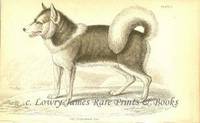 The Naturalist's Library- Dogs  The Esquimaux Dog (Husky)