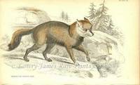 The Naturalist's Library- Dogs American Cross Fox The Naturalist's Library- Dogs American Cross Fox