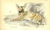 The Naturalist's Library- Dogs Painted Lycaon The Naturalist's Library- Dogs Painted Lycaon