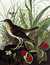 Tawny Thrush. From "The Birds of America" (Amsterdam Edition) [Pl. 164] by  John James (1785-1851) AUDUBON from Donald Heald Rare Books - Used Book