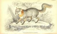 The Naturalist's Library- Dogs Tricoloured Fox (Native of Paraguay) The Naturalist's Library- Dogs Tricoloured Fox (Native of Paraguay)