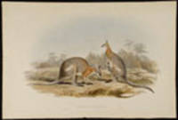 Halmaturus Dorsalis: Gray [Black-striped Wallaby]