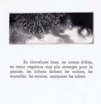 Lichens. Mezzotints by Judith Rothchild