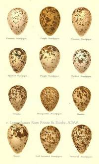 Original 19th Century Egg Print of Common Sandpiper, Purple Sandpiper, Spotted Sandpiper, Dunlin, Bonaparte's Sandpiper, Knott, Buff-breasted Sandpiper, Pectoral Sandpiper  from Coloured Figures of the Eggs of British Birds