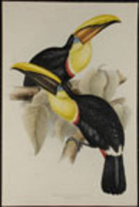 Ramphastos Swainsonii. Swainson's Toucan