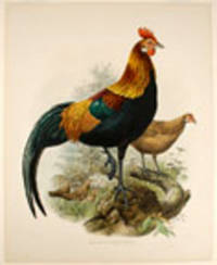 Gallus Ferrugineus [Red Jundgle-Fowl]